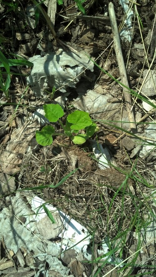 IMG_20130620_120634_314.jpg image