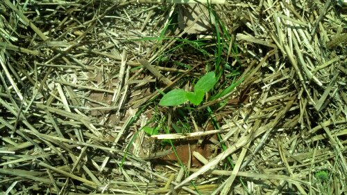 IMG_20130620_120703_122.jpg image