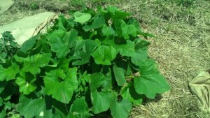 IMG_20130627_114757_931.jpg image