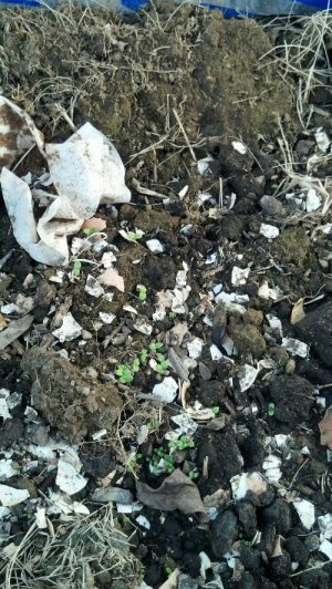 IMG_20140320_165340_481.jpg image