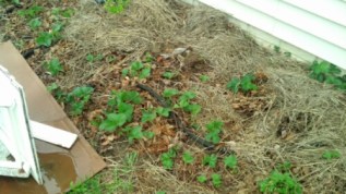 IMG_20140414_112111_186.jpg image