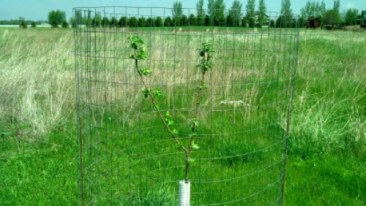 IMG_20140509_114431_206.jpg image