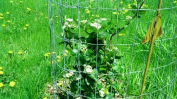 IMG_20140509_123613_427.jpg image