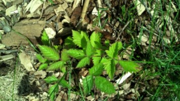 IMG_20140509_123724_510.jpg image