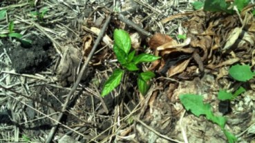 IMG_20140509_124340_885.jpg image