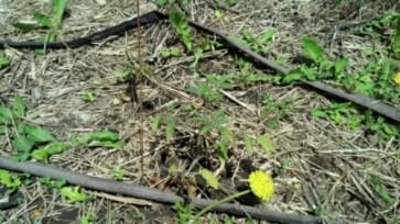 IMG_20140509_124408_395.jpg image