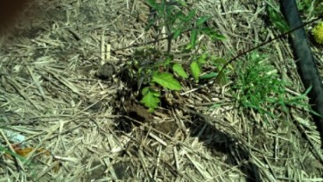 IMG_20140509_124426_559.jpg image