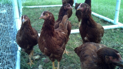 IMG_20140529_200012_065.jpg image