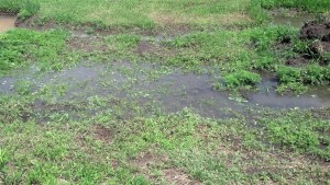 IMG_20140608_115529_785