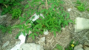 Tomato, from seed