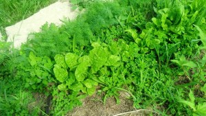 Dill and chard - kitchen garden