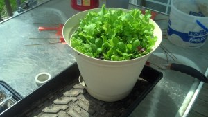 Lettuce pot