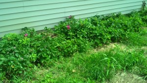 Strawberry Rose Patch