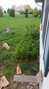 Roses and strawberries