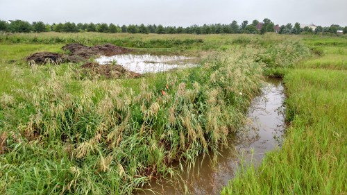 IMG_20150608_072144866_HDR