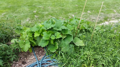 Mystery squash pre-take over.
