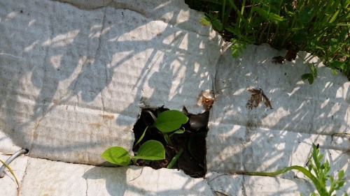 Comfrey that I planted