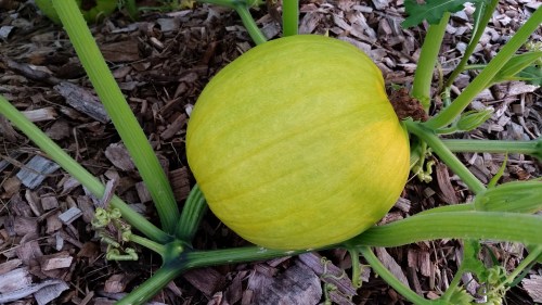 Pumpkin in the back gardens...a volunteer from last year. 