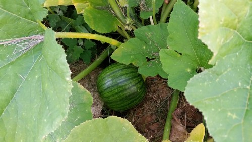 Watermelon planted by Joe
