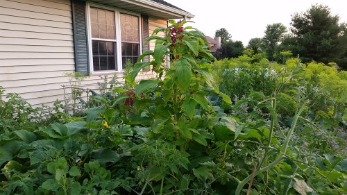 Amaranth, fighting its way through the squash. 